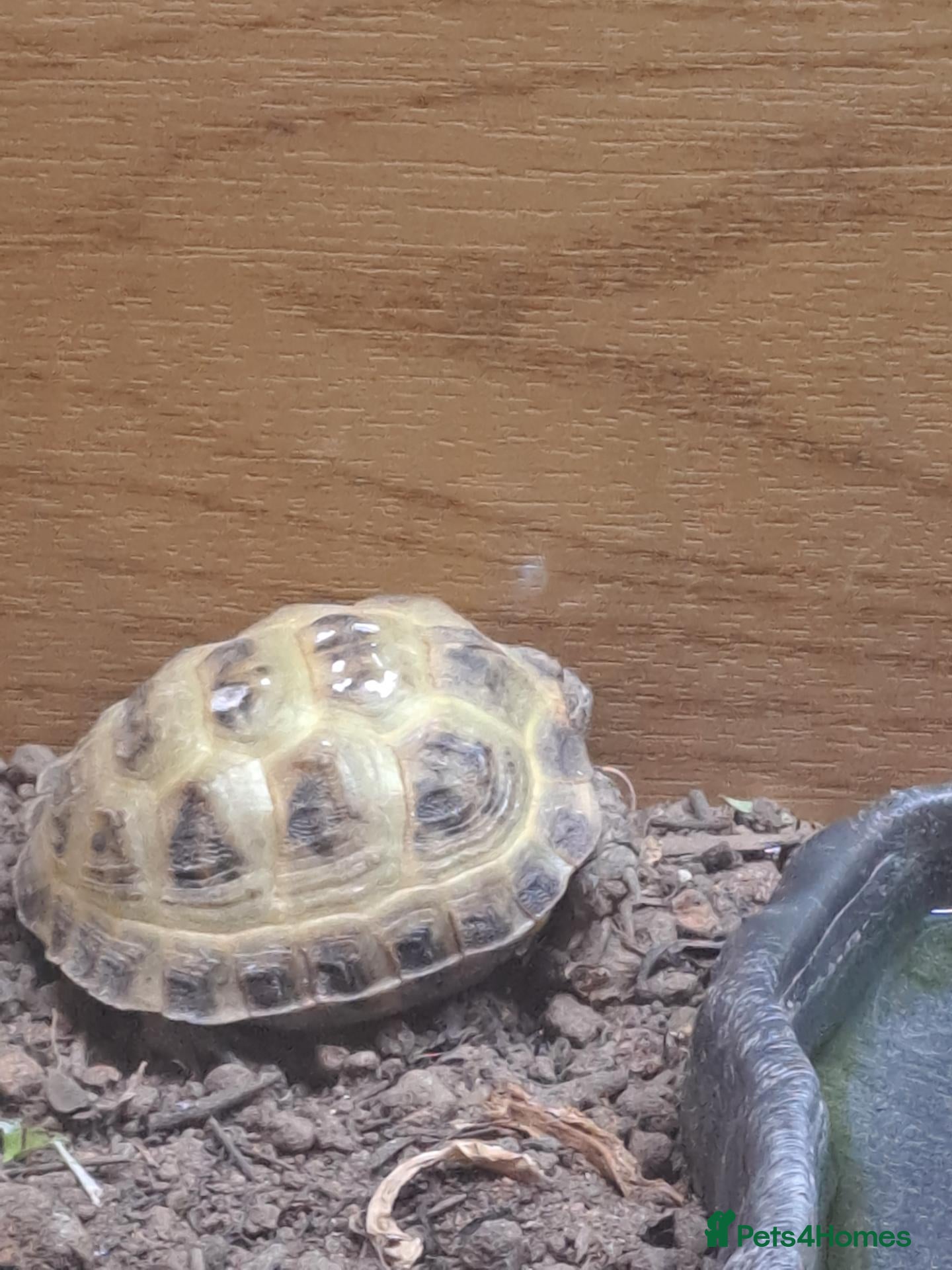 Tortoise reptiles Horsefield tortoises - Advert 1