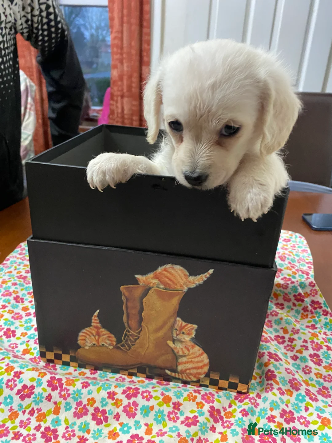 Mixed Breed dogs for sale: Daxie-CHON PUPPIES FOR SALE - Advert 13