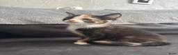 Domestic Shorthair cats for sale: 4 Adorable Domestic Shorthair Kittens - Advert 38