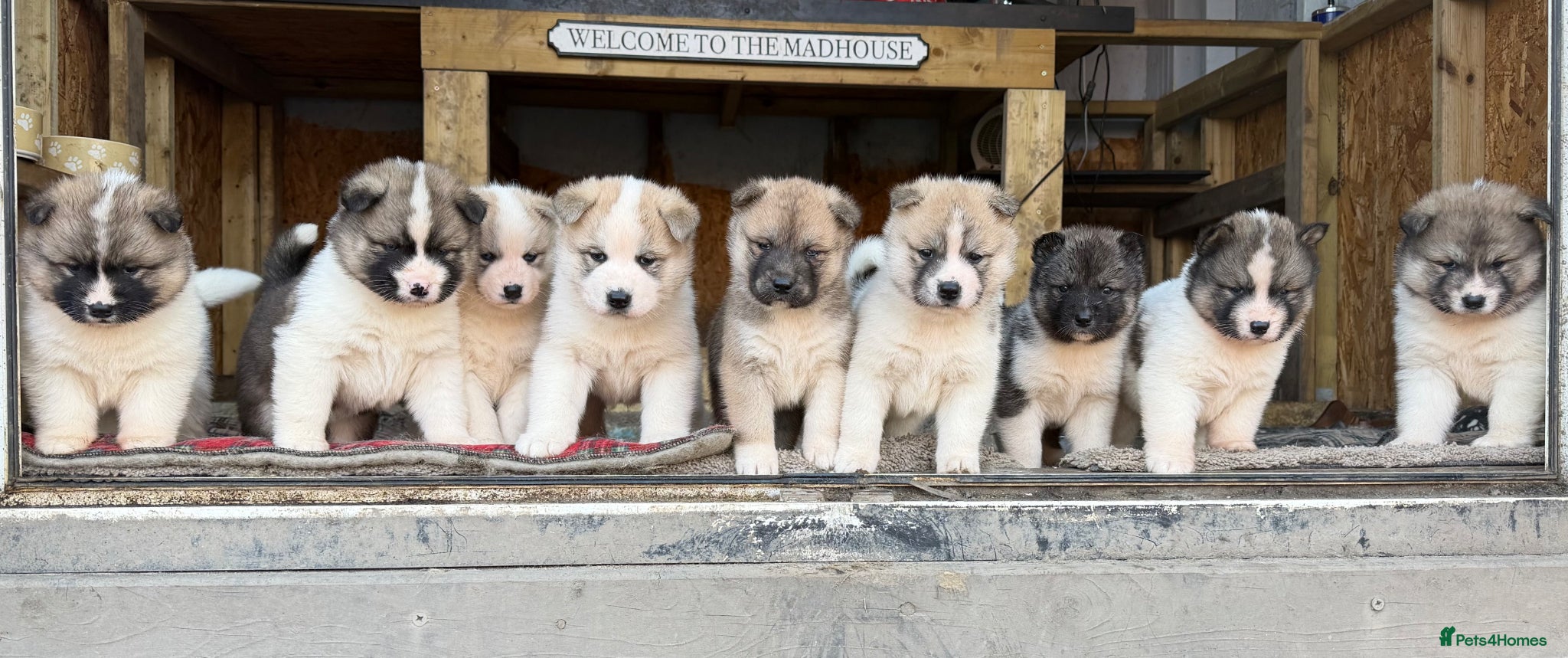 Mixed Breed dogs Stunning Akita puppies big fluffy family raised ❤️ - Advert 2