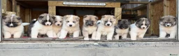 Mixed Breed dogs for sale: Stunning Akita puppies big fluffy family raised ❤️ - Advert 2