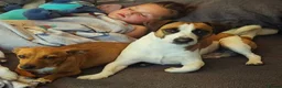 Jack Russell dogs for stud: Male JRT for stud - Advert 9