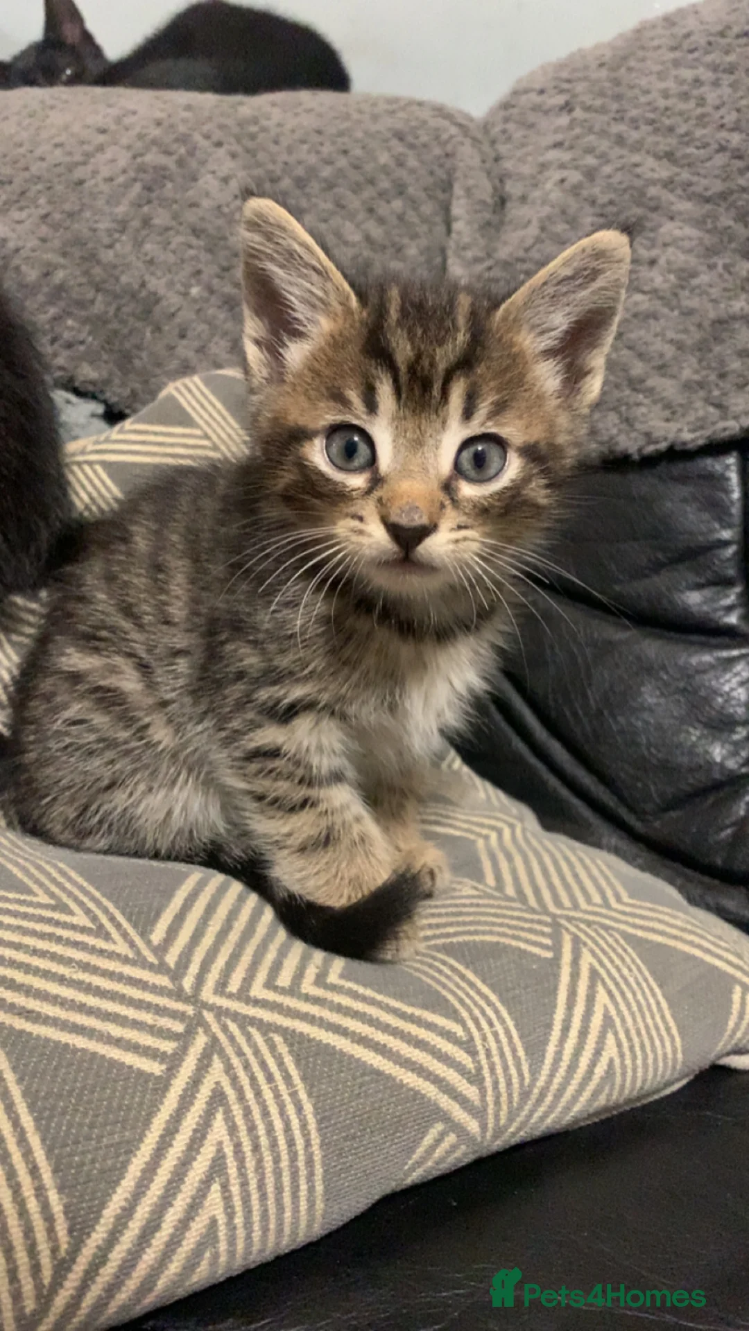 Mixed Breed cats for sale: Beautiful playful kittens  - Advert 3