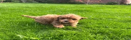 Cavapoo dogs for sale: Adorable F1 Cavapoo Puppies  in Uttoxeter - Advert 5