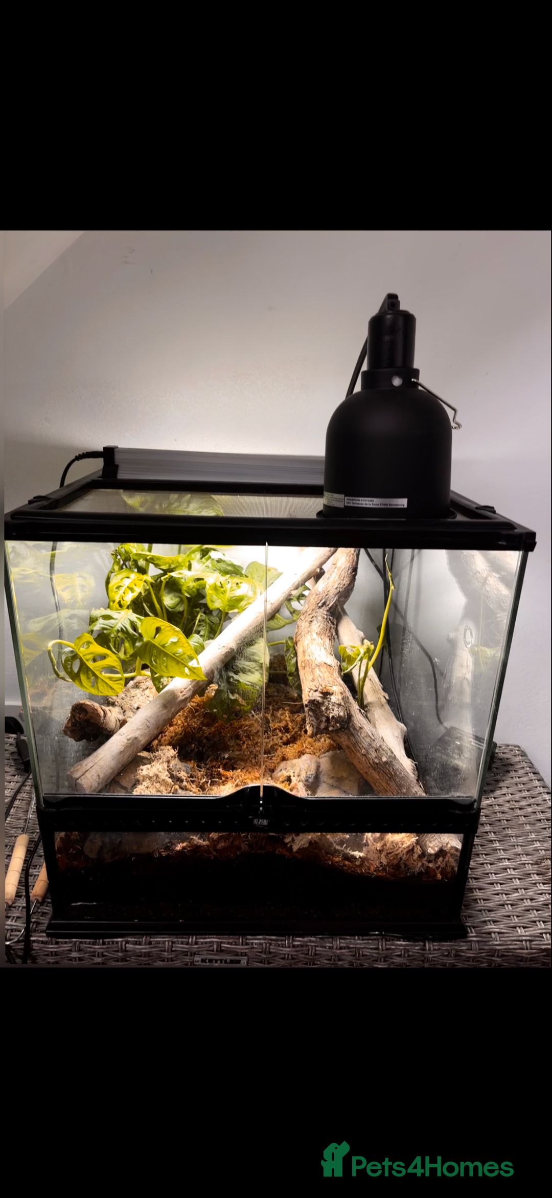 Boa Snake reptiles for sale: Brazilian Rainbow Boa  - Image 6