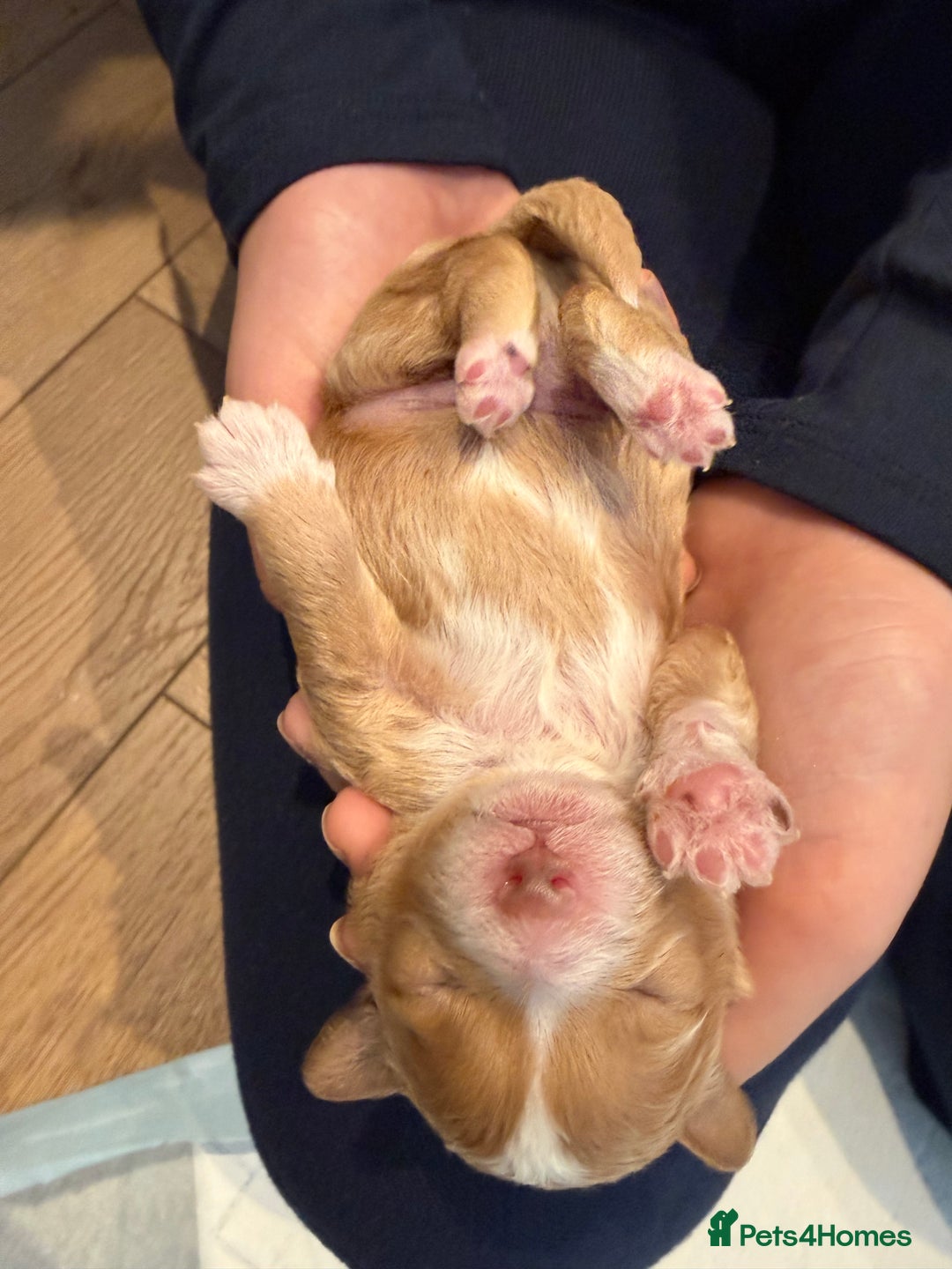 Maltipoo dogs for sale: Rare maltipoo puppies please read description  - Advert 3