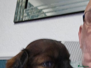 Shihpoo dogs - Advert 3