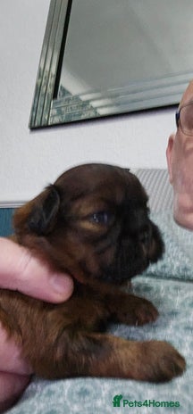 Shihpoo dogs - Advert 1