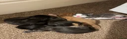 Mixed Breed cats for sale: Kittens - Advert 10