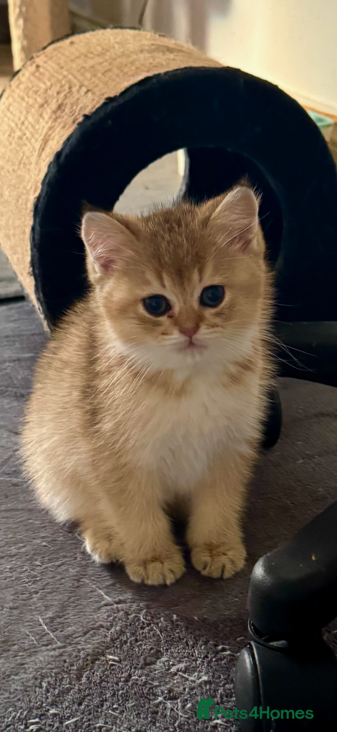 Scottish Fold cats for sale: Scottish pedigree plush kitten last - Advert 1