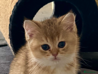 Scottish Fold cats Scottish pedigree plush kitten last - Advert 10