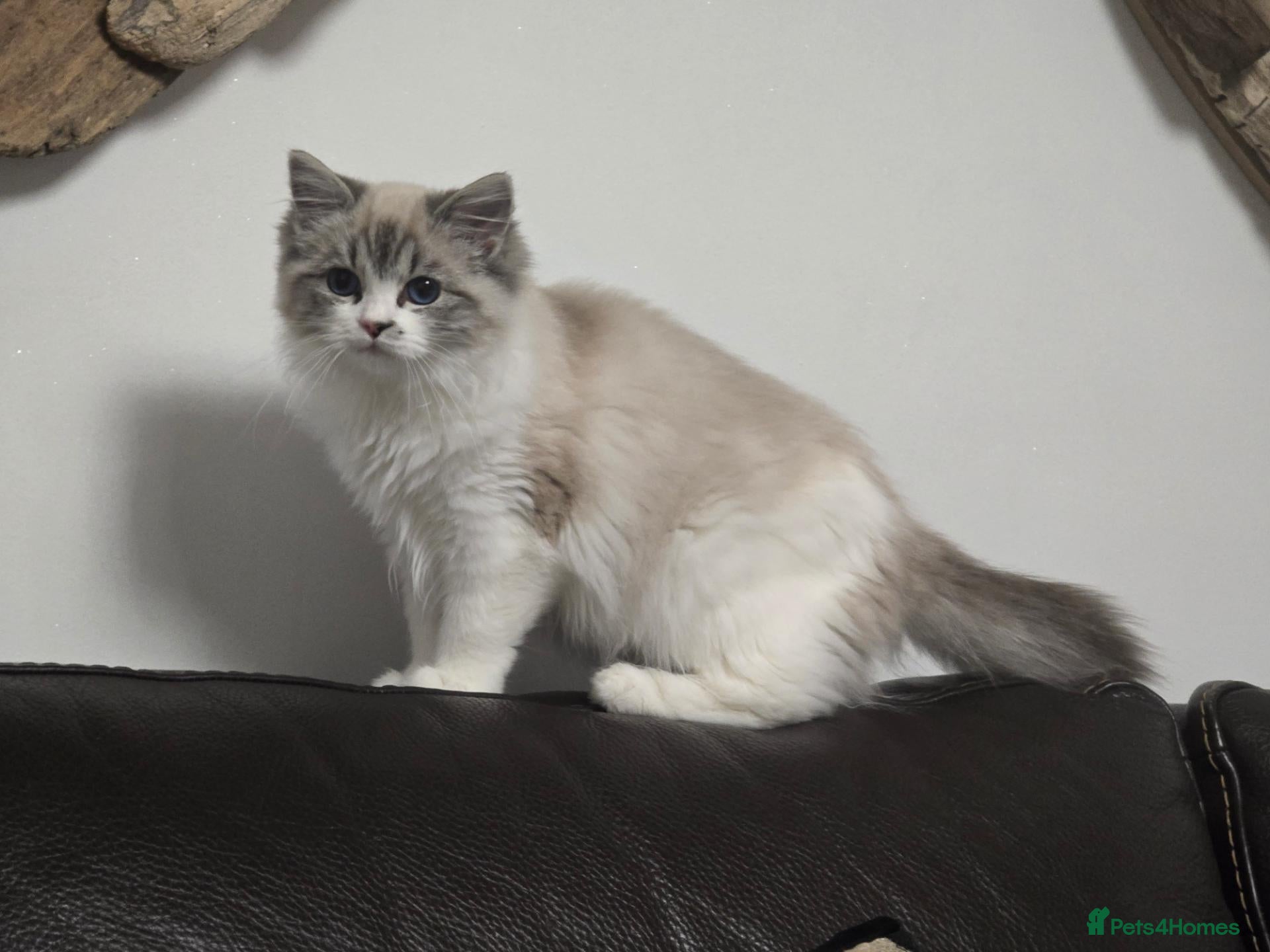 Ragdoll cats Tica Pedigree Ragdolld - Advert 1
