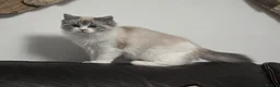 Ragdoll cats for sale: Tica Pedigree Ragdolld - Advert 1