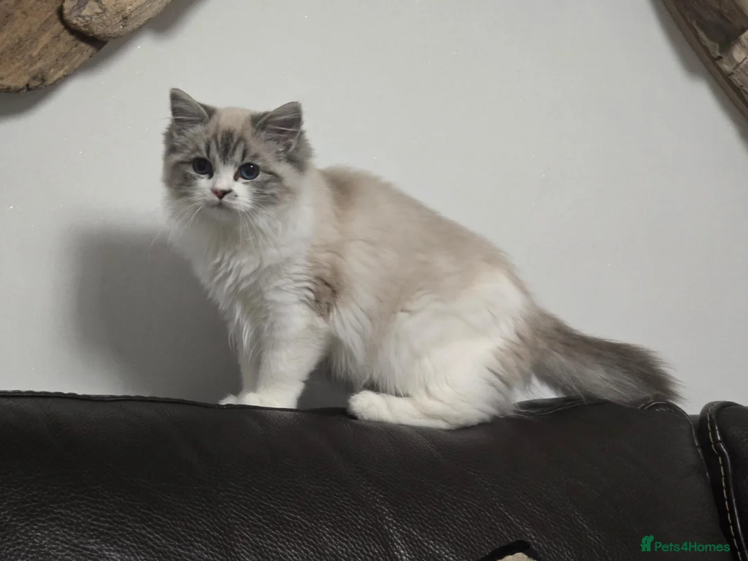 Ragdoll cats for sale: Tica Pedigree Ragdolld - Advert 1
