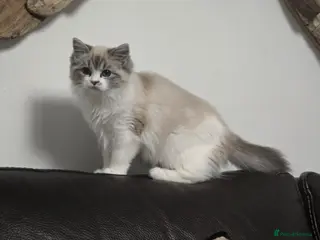 Ragdoll cats Tica Pedigree Ragdolld - Advert 1