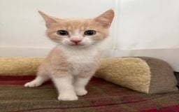 Mixed Breed cats for sale: Lovely kittens - Image 2