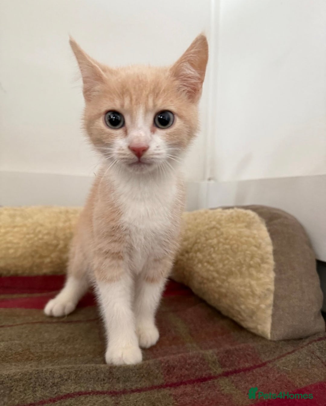 Mixed Breed cats for sale: Lovely kittens - Image 2