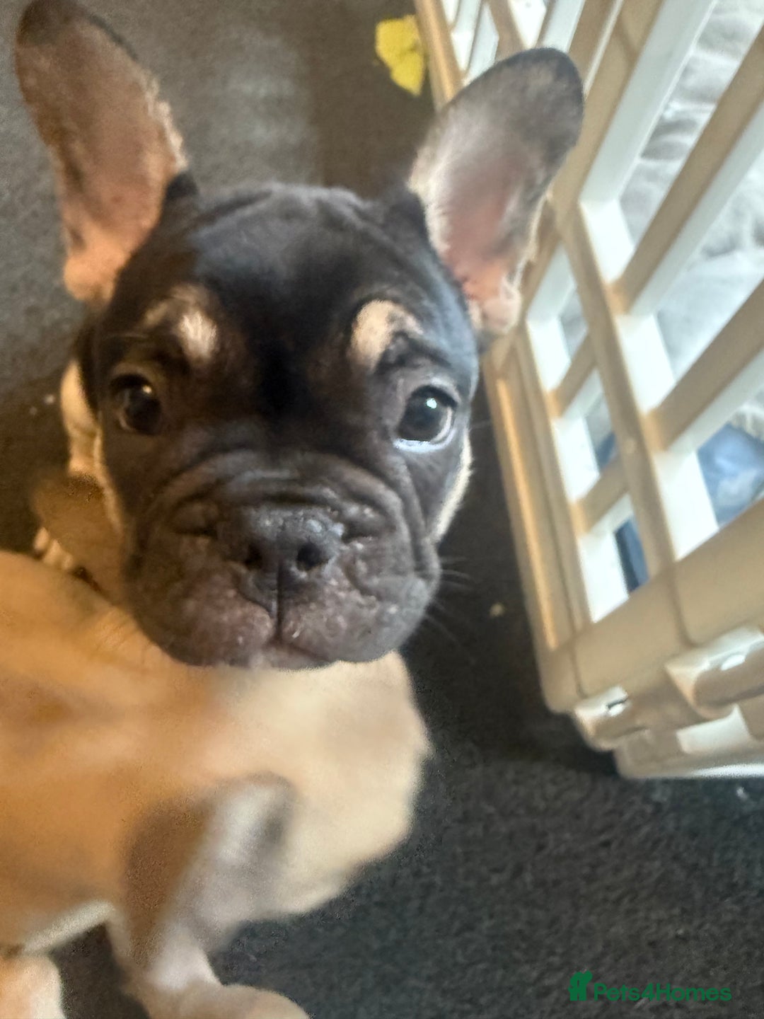 French Bulldog dogs for sale: French bulldog puppies - Image 15