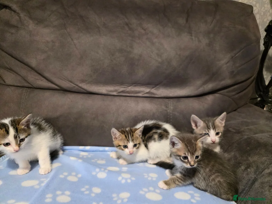 Mixed Breed cats for sale: Kittens  - Advert 5