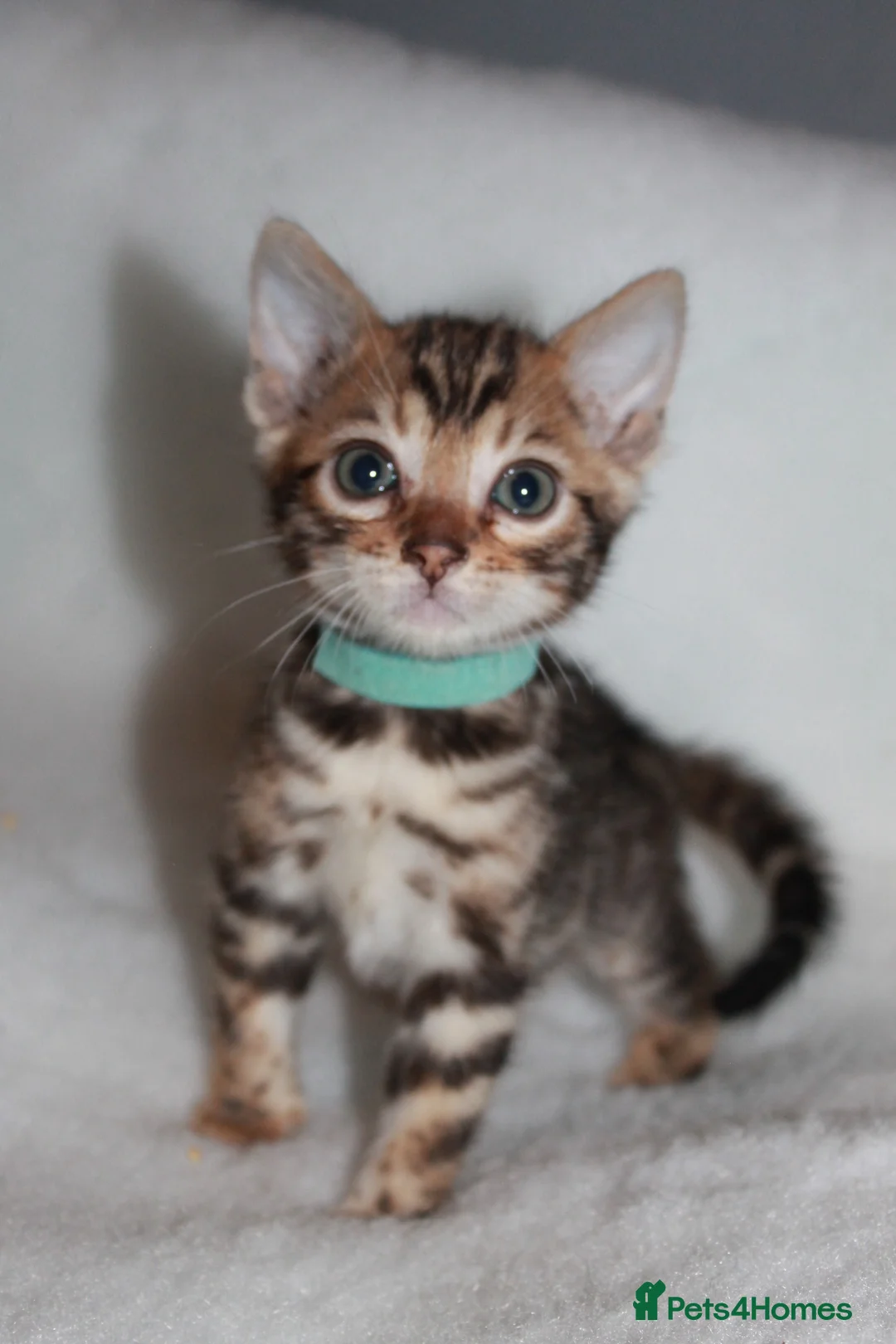 Bengal cats for sale: BEAUTIFUL BENGAL KITTENS FOR SALE- READY 03/04/26 - Advert 3