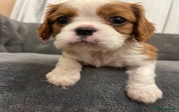 Cavalier King Charles Spaniel dogs for sale: Stunning Cavalier King Charles Spaniels - Image 20