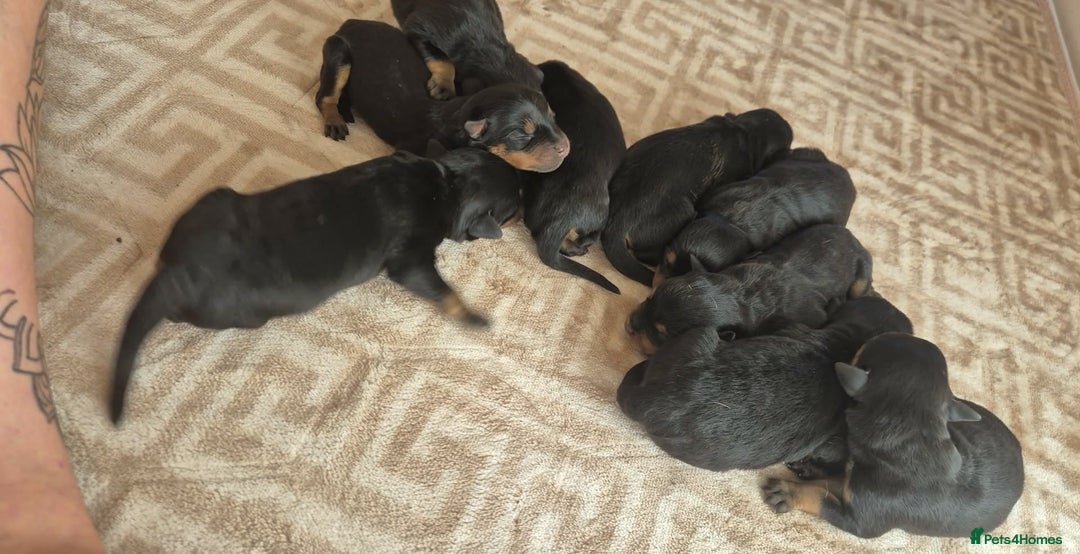 Rottweiler dogs for sale: Chunky Rottweiler puppies! - Advert 10