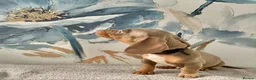 Dachshund dogs for sale: Isabella tan dachshunds  2 males left - Advert 25