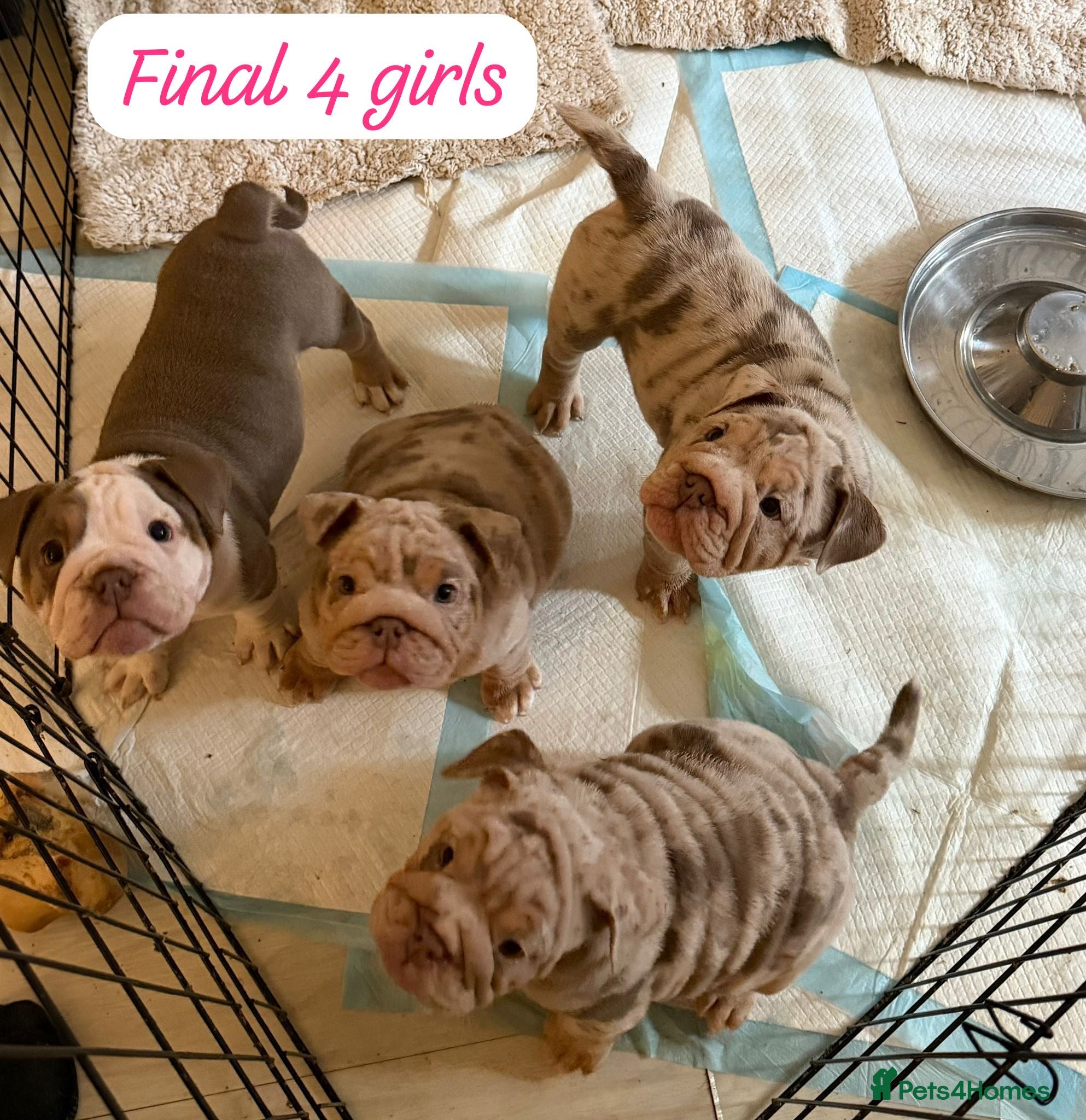 English Bulldog dogs English Bulldog puppies - Advert 2