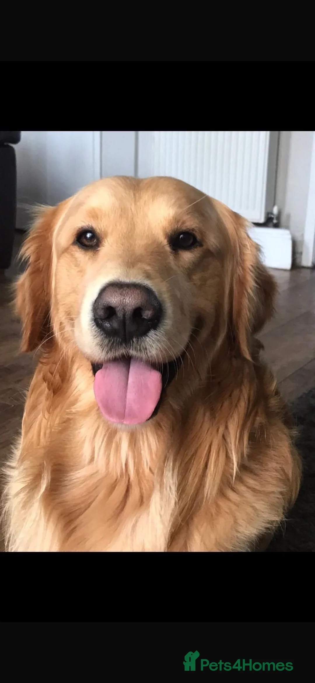 Golden Retriever dogs for stud: KC Registered FOX red golden retreiver  in Durham - Advert 2