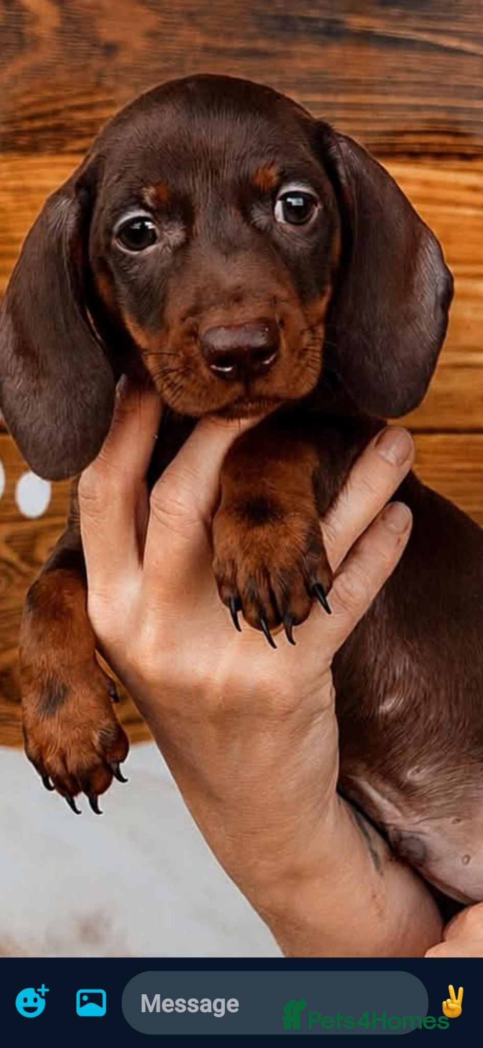 Dachshund dogs Beautiful Chocolate & Tan Dachshund Puppies  - Advert 13