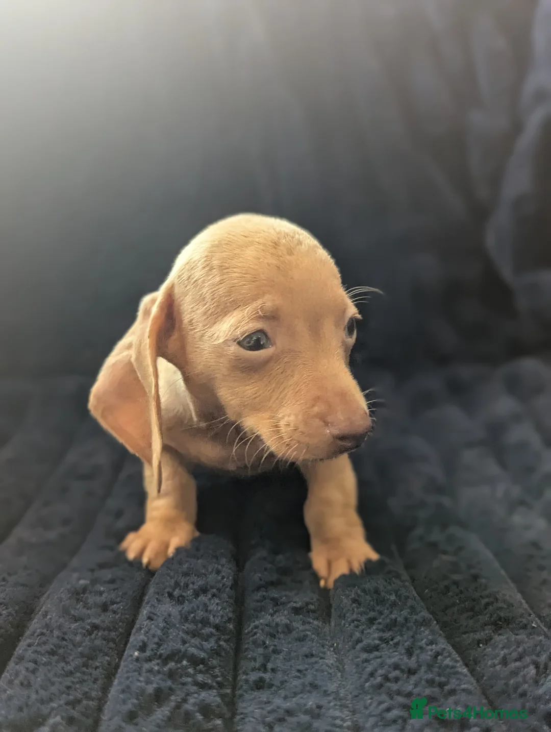 Miniature Dachshund dogs for sale: Miniature dachshund puppies  - Advert 7