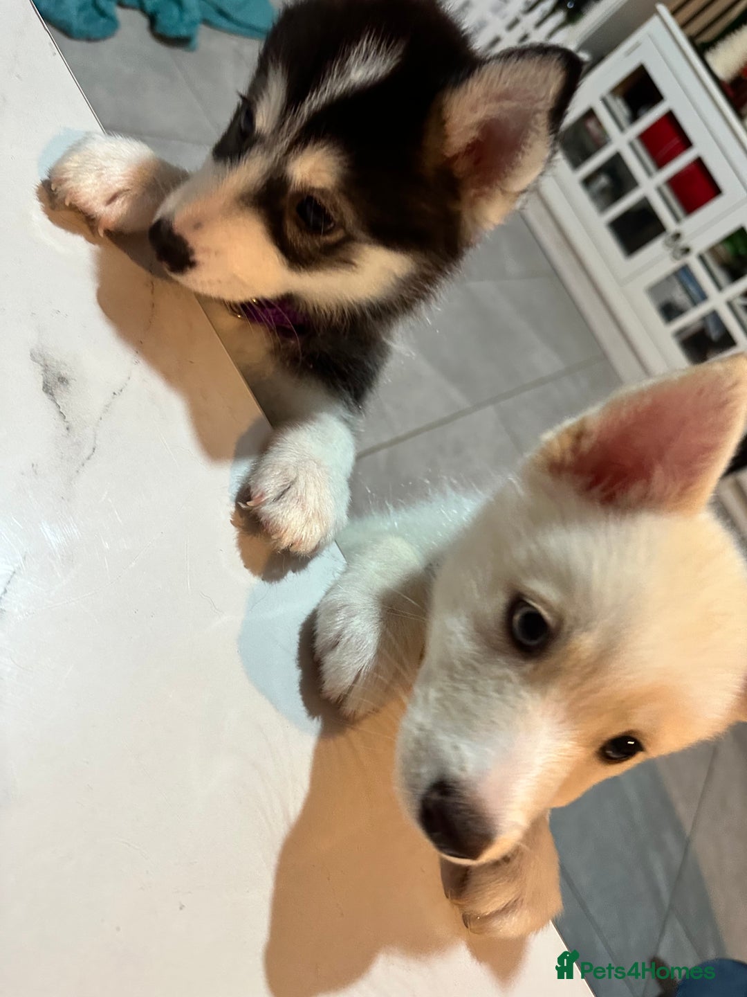 Pomsky dogs for sale: READY SMALL F4 POMSKY - Advert 3