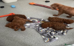 Cavapoo dogs for sale: Stunning Toy Cavapoo Puppies *DNA Health Tested* - Image 6
