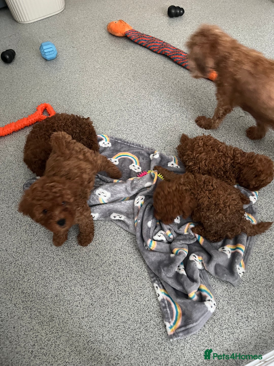 Cavapoo dogs for sale: Stunning Toy Cavapoo Puppies *DNA Health Tested* - Image 6