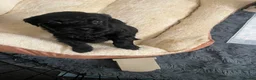 Lhasapoo dogs for sale: Gorgeous Lhasopoo puppies in Rochdale - Advert 9