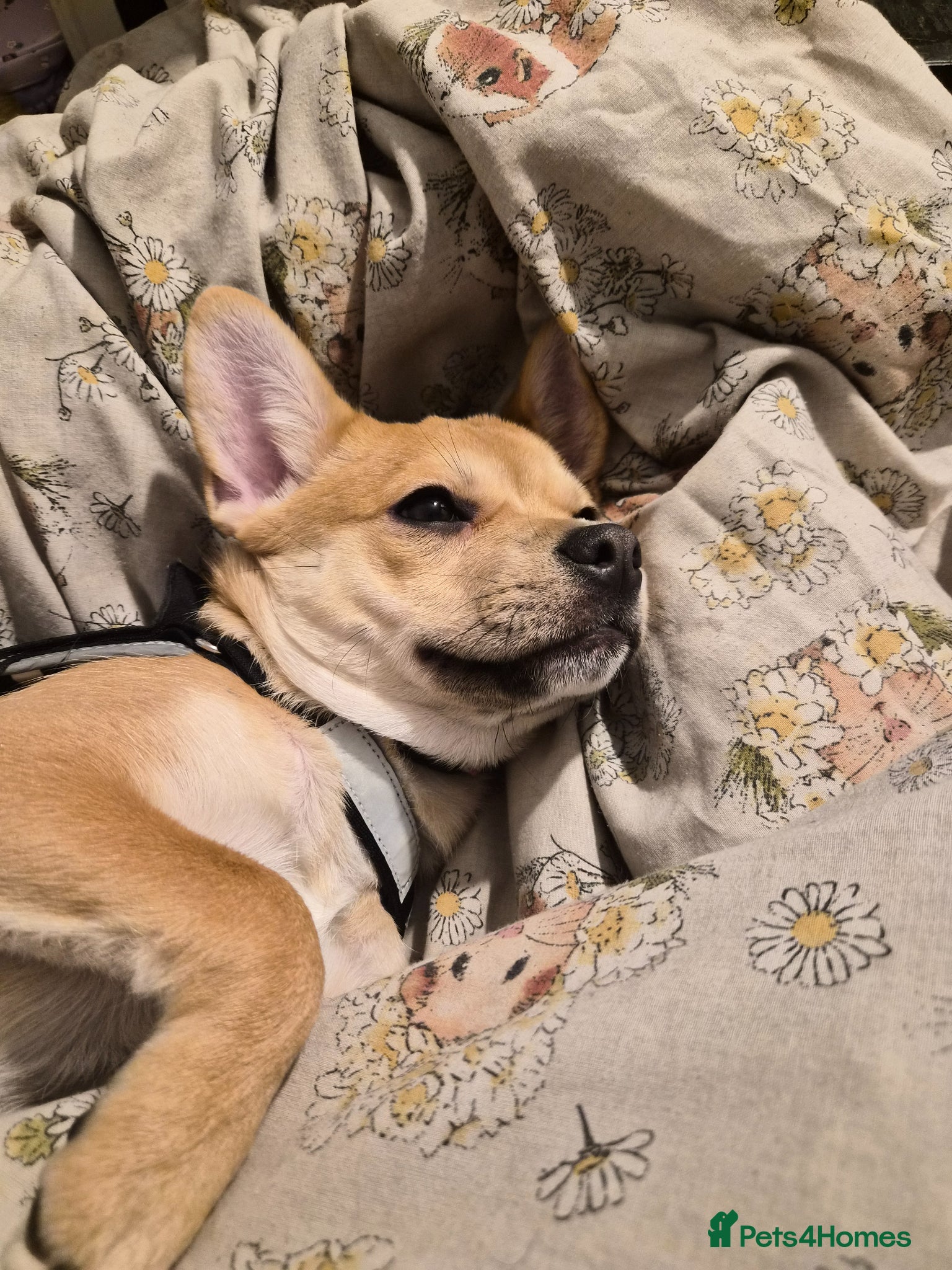 Mixed Breed dogs Mixed breed dog available  - Advert 1