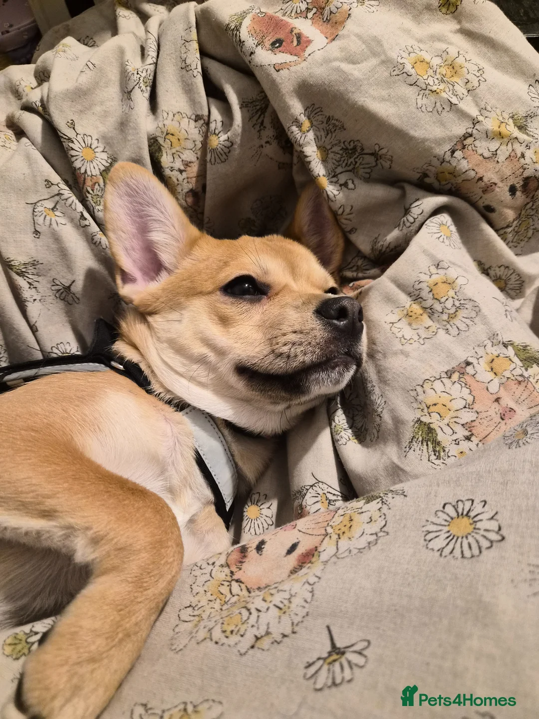 Mixed Breed dogs for sale: Mixed breed dog available  in London - Advert 1