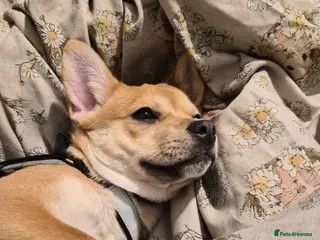 Mixed Breed dogs Mixed breed dog available - Advert 1