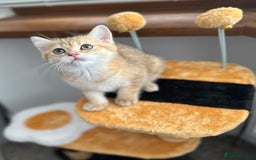 British Shorthair cats for sale: Last golden boy left 😻🌸🌼🌺 tica registered 😻 in Hayes - Image 13
