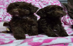 Shihpoo dogs for sale: Shihtzu x poodle  - Advert 6