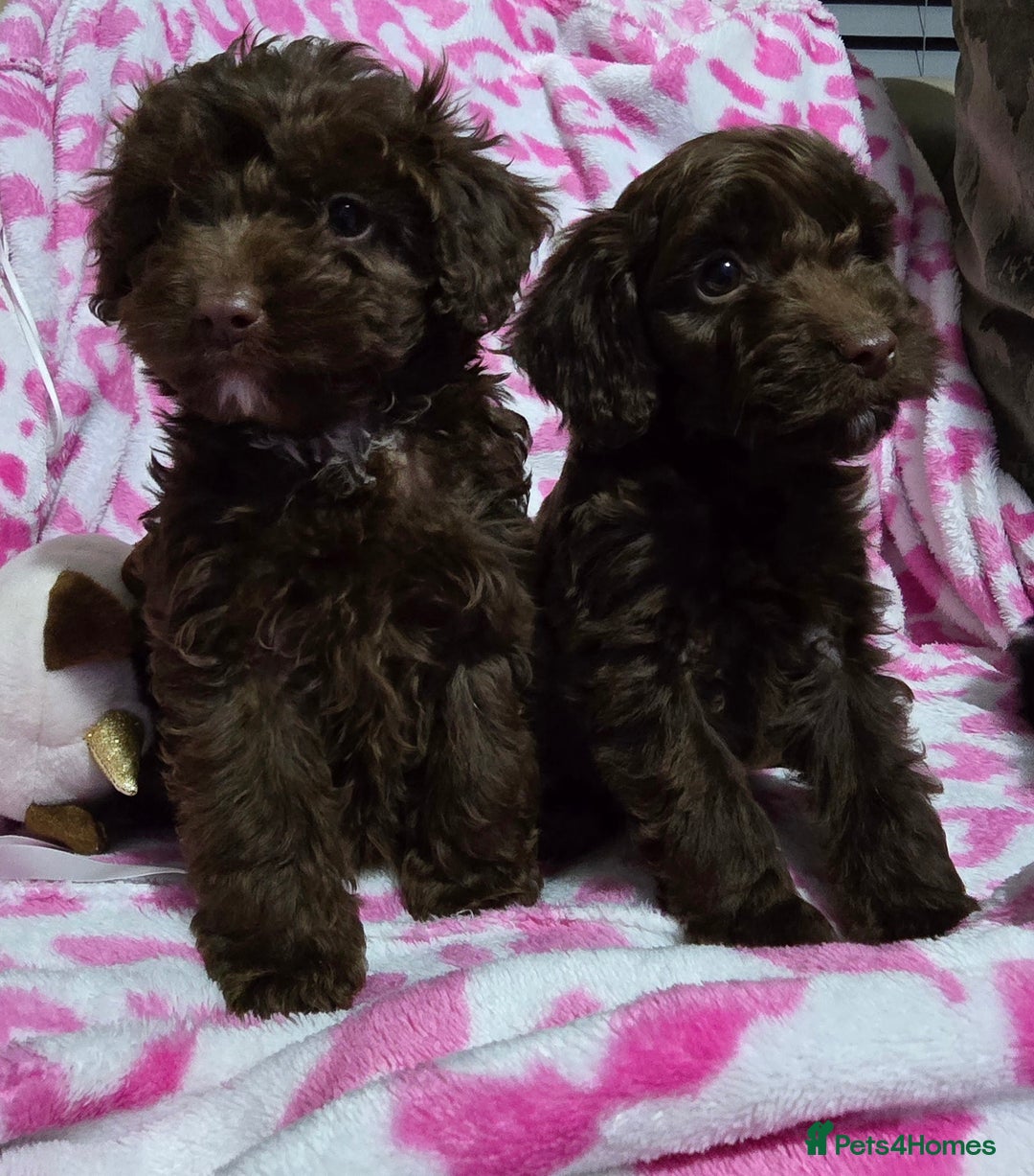 Shihpoo dogs for sale: Shihtzu x poodle  - Advert 6