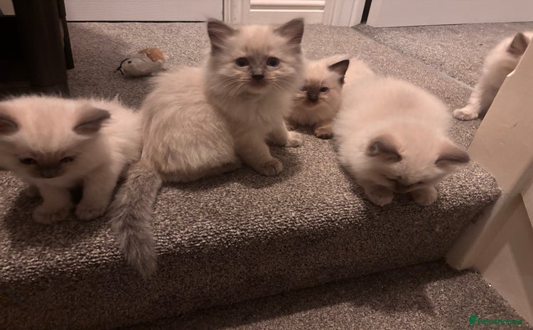 Ragdoll cats in Melksham - Advert 5