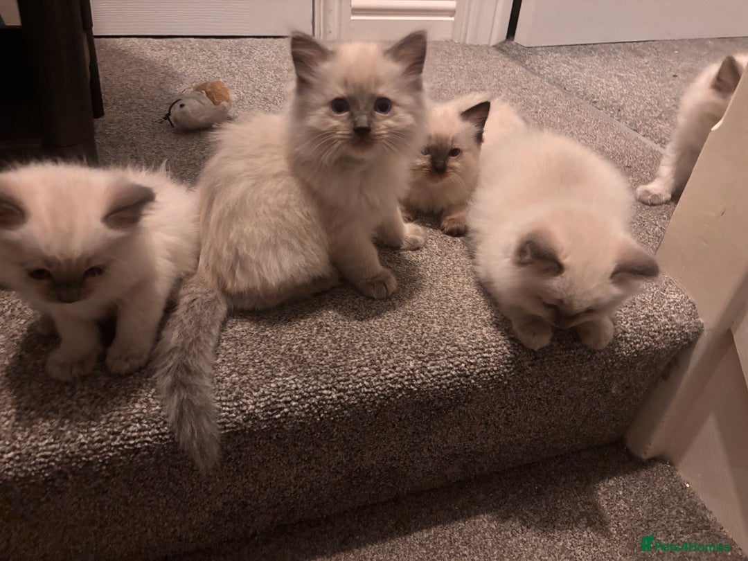 Ragdoll cats for sale: Purebred Ragdoll Kittens  in Melksham - Image 3