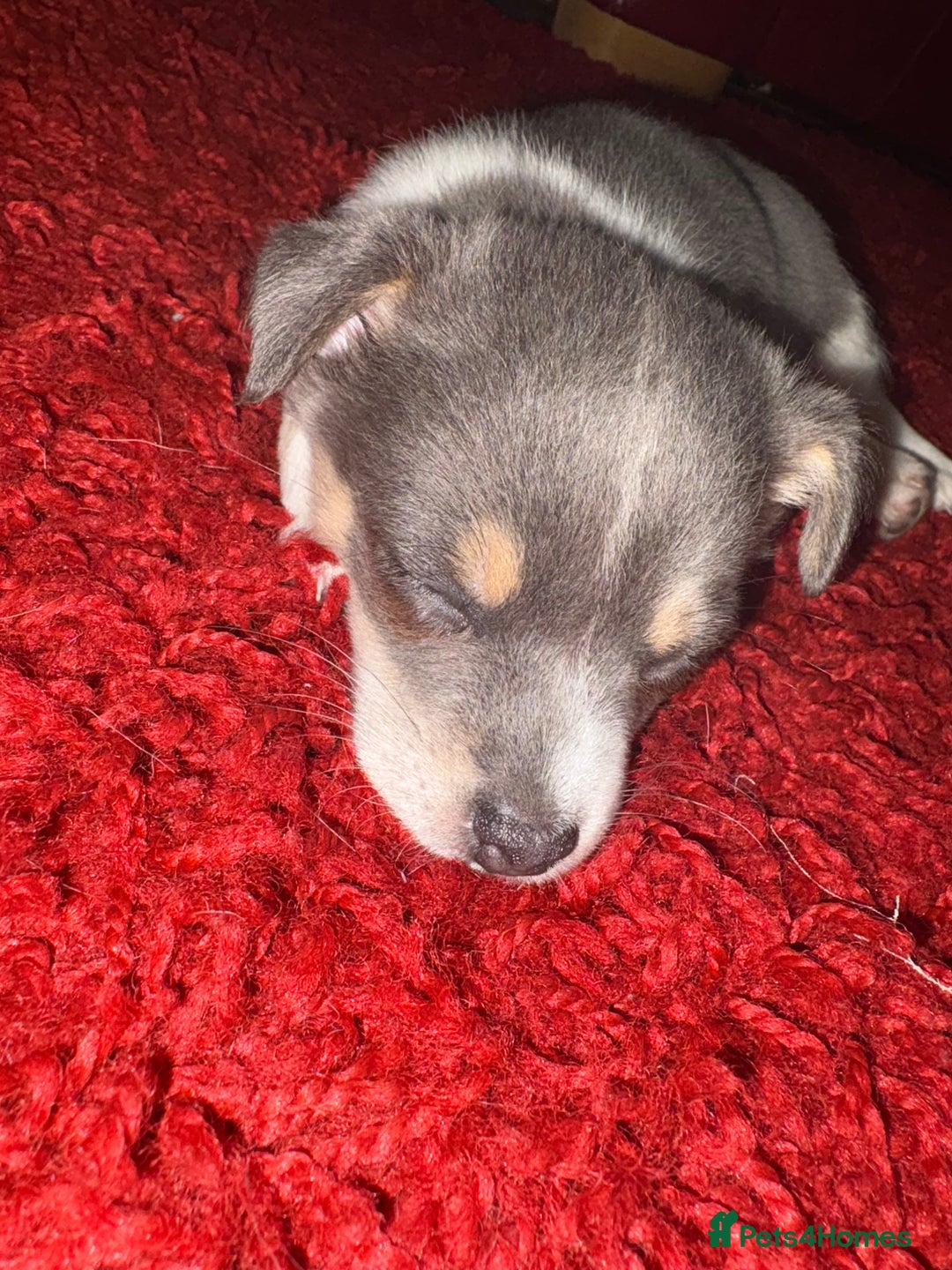 Pomchi dogs for sale: Pomchi x Jackchi puppies  - Image 9