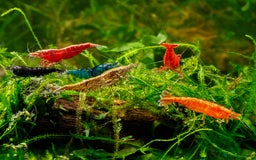 Shrimps fish for sale: Juvenile Shrimp assorted for sale - Image 1