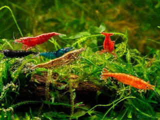 Shrimps fish - Advert 1