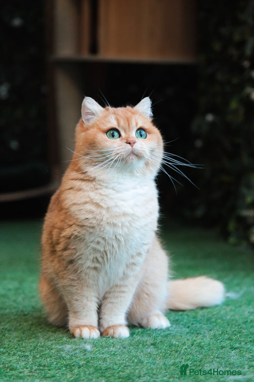 British Shorthair cats for sale: VET BRED HEALTH TESTED GCCF KITTENS NOW + WAITLIST - Advert 2