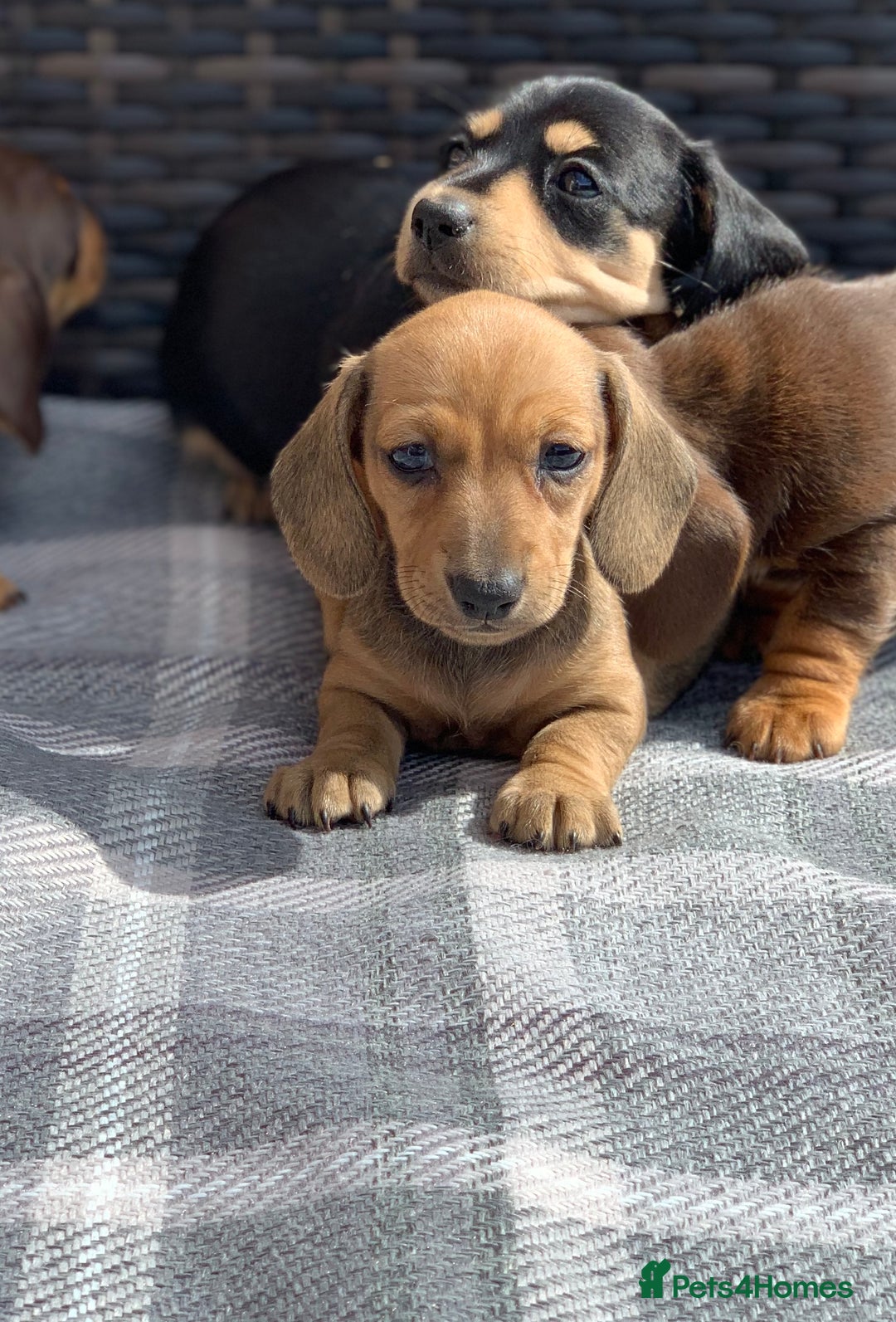Miniature Dachshund dogs for sale: KC Registered true petite Miniature Dachshunds - Image 15