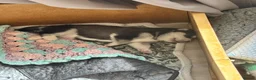 Siberian Husky dogs for sale: Beautiful Siberian Husky pups - Advert 3
