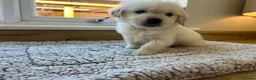 Golden Retriever dogs for sale: Gorgeous golden retriever pups - Advert 32